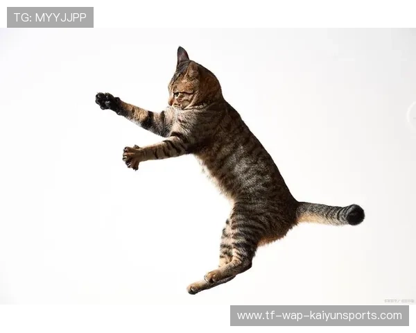 猫跳高比赛:难以控制的选手,猫跳高极限 猫跳高比赛:难以控制的选手,猫跳高极限